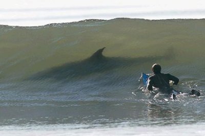 surfing-shark-scare.jpg