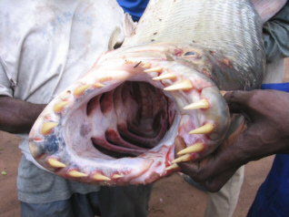 congofish.jpg