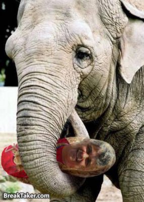 elephant.jpg