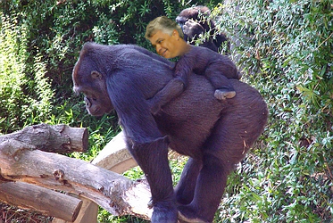 gorilladt6.jpg