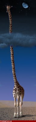 Giraffe-Neck--29866.jpg