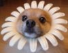 Daisey